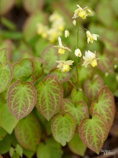 small yellow and green plants with white flowers