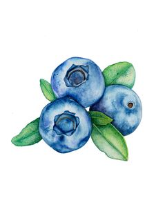 three blueberries with leaves on top of them, painted in watercolor and ink