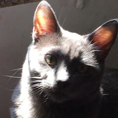 a black cat sitting on top of a window sill looking at the camera lens