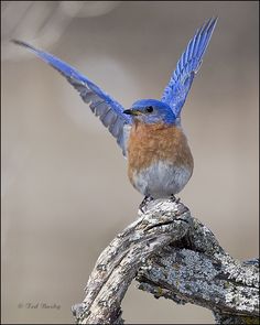 a small blue bird sitting on top of a tree branch with its wings spread out