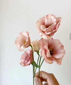 a hand holding three pink flowers in front of a white wall with no one around it