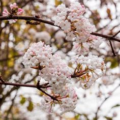 some white and pink flowers on a tree