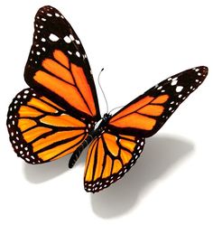 an orange and black butterfly with white spots on it's wings, flying in the air