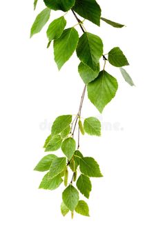 green leaves hanging from a branch on a white background royalty images and clippings