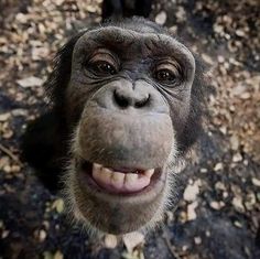 a close up of a monkey smiling at the camera