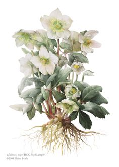 an illustration of white flowers with green leaves and roots