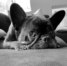 a black and white photo of a dog laying on a couch looking at the camera