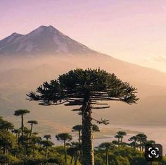 a mountain with trees and mountains in the background