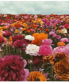 a field full of colorful flowers with clouds in the background