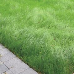 green grass is growing in the middle of a sidewalk