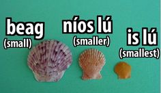 three seashells are shown with the words beag, niosu, smaller, and smallest