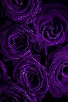 purple roses are shown in this close up photo