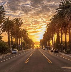 palm trees line the street as the sun sets