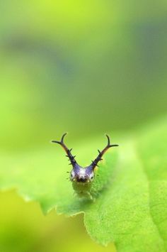 a small insect sitting on top of a green leaf