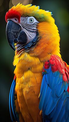 a colorful parrot is sitting on the branch