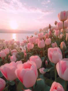 pink flowers are blooming near the water at sunset or sunrise, in this photo there is no image here to provide a caption