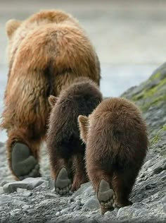 two brown bears are walking on the rocks near some water and sand, with one bear looking down at the ground