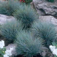 some very pretty plants by some big rocks