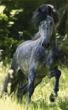 a gray horse is running through the grass