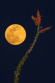 the full moon shines brightly in the night sky above a plant with red flowers