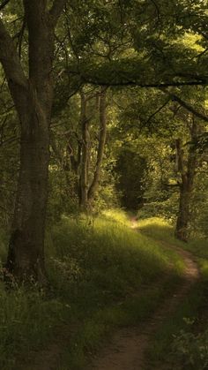 a dirt path in the middle of a forest