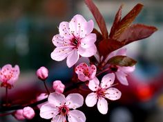 pink flowers are blooming on the branch of a cherry tree in front of a blurry background