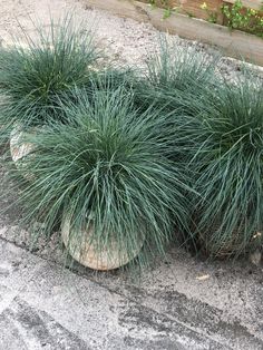 some very pretty plants in a big pot on the side of the road with grass growing out of it