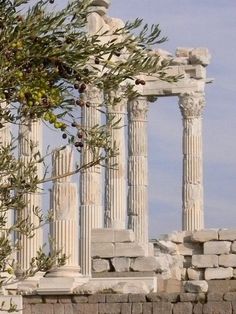 an ancient building with columns and trees in the foreground