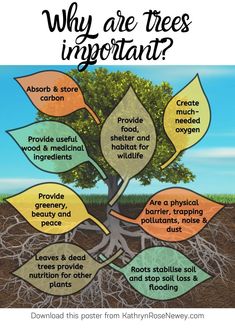 a tree with the words why are trees important? and roots labeled in different colors