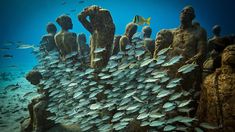 a large group of fish swimming over a coral reef next to some statues and rocks