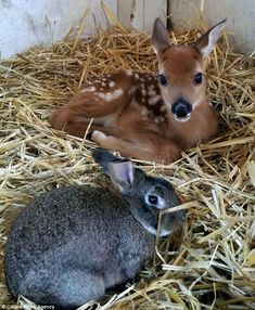 two baby deers are sitting in the hay