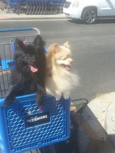 two small dogs sitting on top of a blue shopping cart