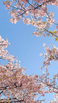 pink flowers are blooming on the branches of trees in front of a blue sky