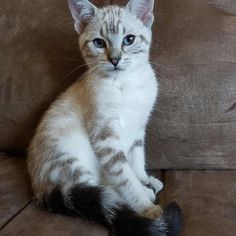 a cat sitting on top of a brown couch