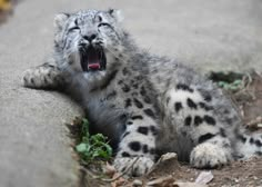 a snow leopard laying on the ground yawning