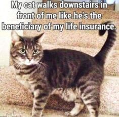 a cat is standing on some steps with the caption my cat walks downstairs in front of me like he's the benefiary of my life insurance