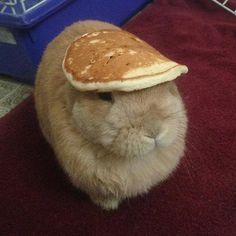 a hamster with a pancake on its head