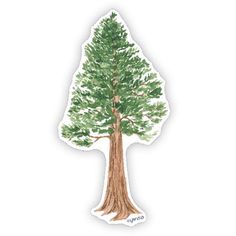 Giant Sequoia - Watercolor California Redwood Tree Sticker featuring a detailed watercolor illustration of a Giant Sequoia tree, perfect for laptops or water bottles. Redwood Tree Tattoo California, Redwood Illustration, Sequoia Tree Painting, Sequoia Trees California, Redwood Tree Watercolor, Giant Sequoia Trees, Giant Sequoia, Tree Sticker, Sequoia Tree