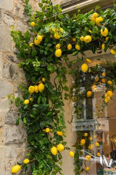 a bunch of lemons hanging from the side of a building with green leaves on it