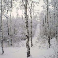 snow covered trees in the woods on a snowy day