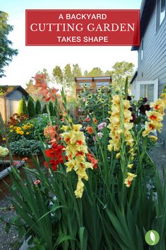 a backyard garden with yellow and red flowers in the foreground text reads, a backyard cutting garden takes shape