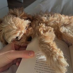 a person is reading a book with a dog laying on it's back in bed