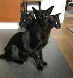 two black cats sitting on top of a mat