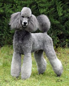 a grey poodle standing in the grass