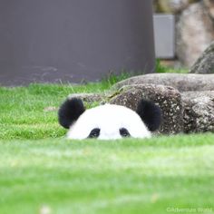 a panda bear laying down in the grass