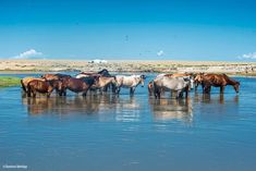 a herd of horses drinking water from a river