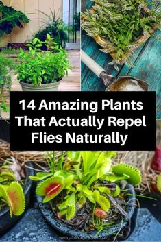 plants that actually repel flies naturally in the garden, and are easy to grow