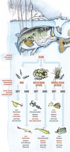 an image of different types of fish in the water with captioning information about them