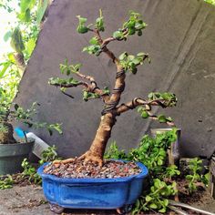 a bonsai tree in a blue pot on the ground next to other plants and trees