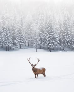 a deer standing in the middle of a snow covered field with trees behind it and text that reads happy new year 2019 best wishes